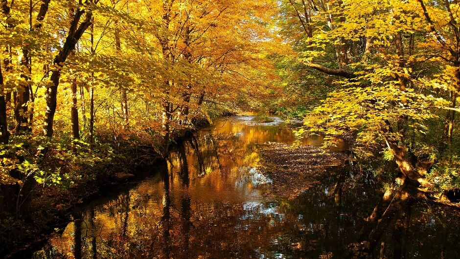 Fall leaves over a creek in Western Massachusetts
